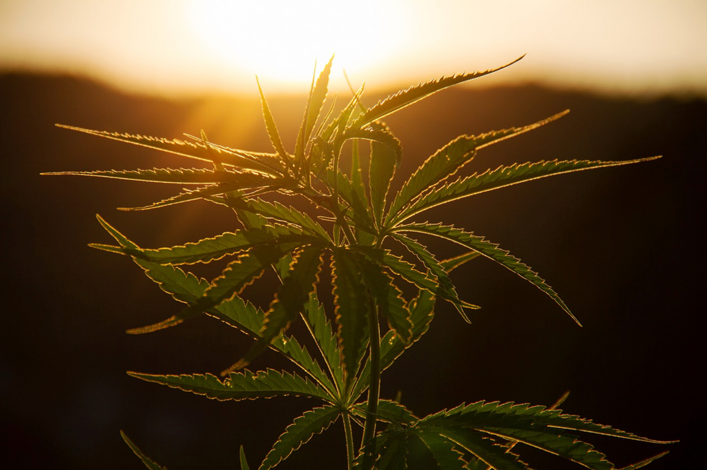 How Hemp Is Helping Fight Climate Change